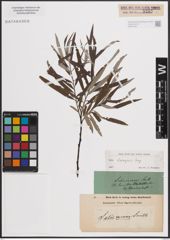 Foto von Salix eleagnos Scop.